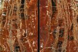 Tall, Arizona Petrified Wood Bookends - Red & Black #158882-2
